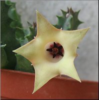 Huernia thuretii v primulina 1